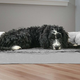 Help your senior dog rest easy every night in a FurHaven Pet Dog Bed and it has an orthopedic based for extra comfort.